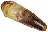 Fossil Spinosaurus Tooth - Robust Tooth #312956-1